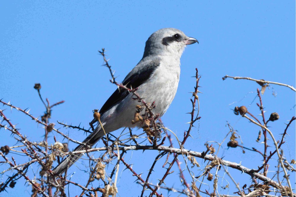 Серый сорокопут Lanius excubitor