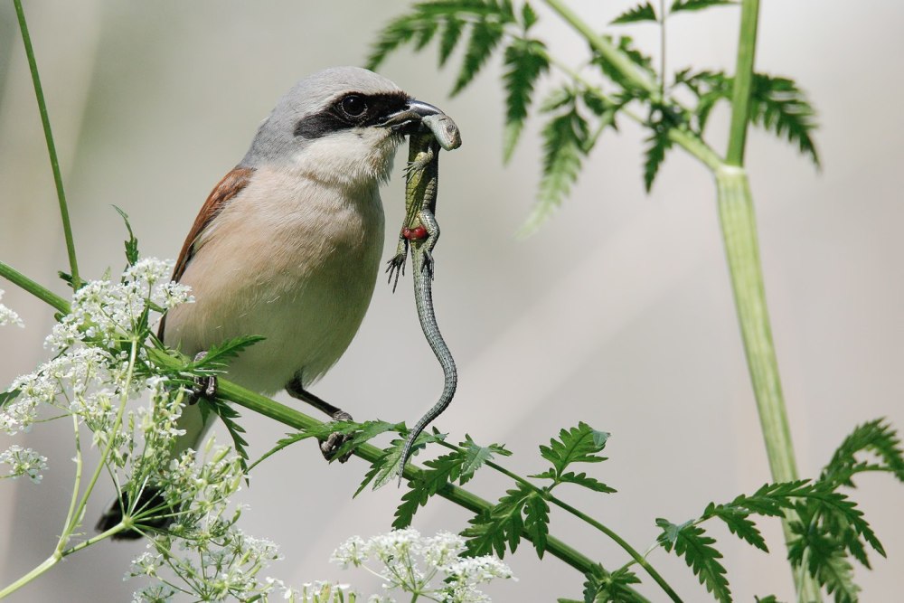 Сорокопут птица фото крупно