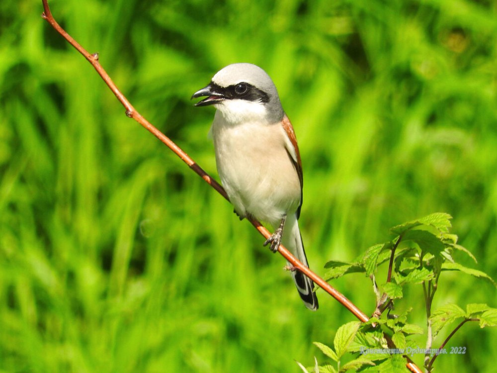 Сорокопут жулан кладовая