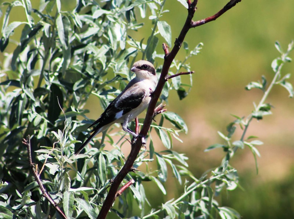 Чернолобый сорокопут самка
