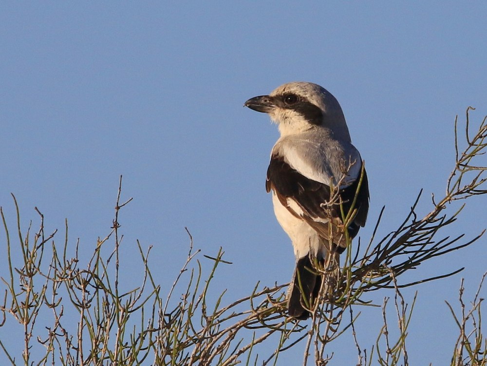 Пустынный сорокопут