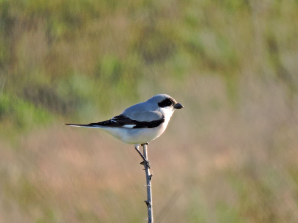 The lesser Grey Shrike (Lanius Minor)