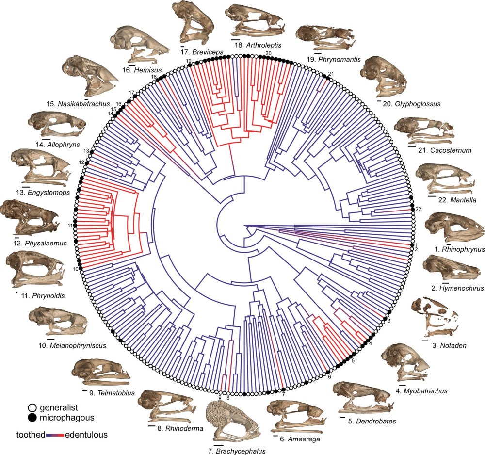 Amphibians phylogeny
