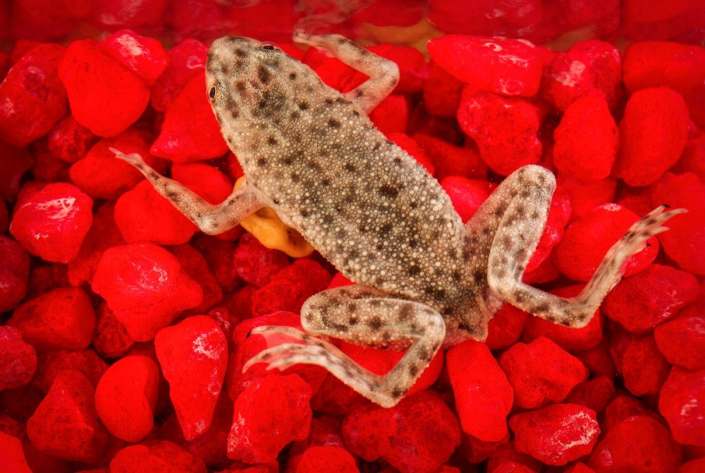 Hymenochirus boettgeri кровь какого цвета
