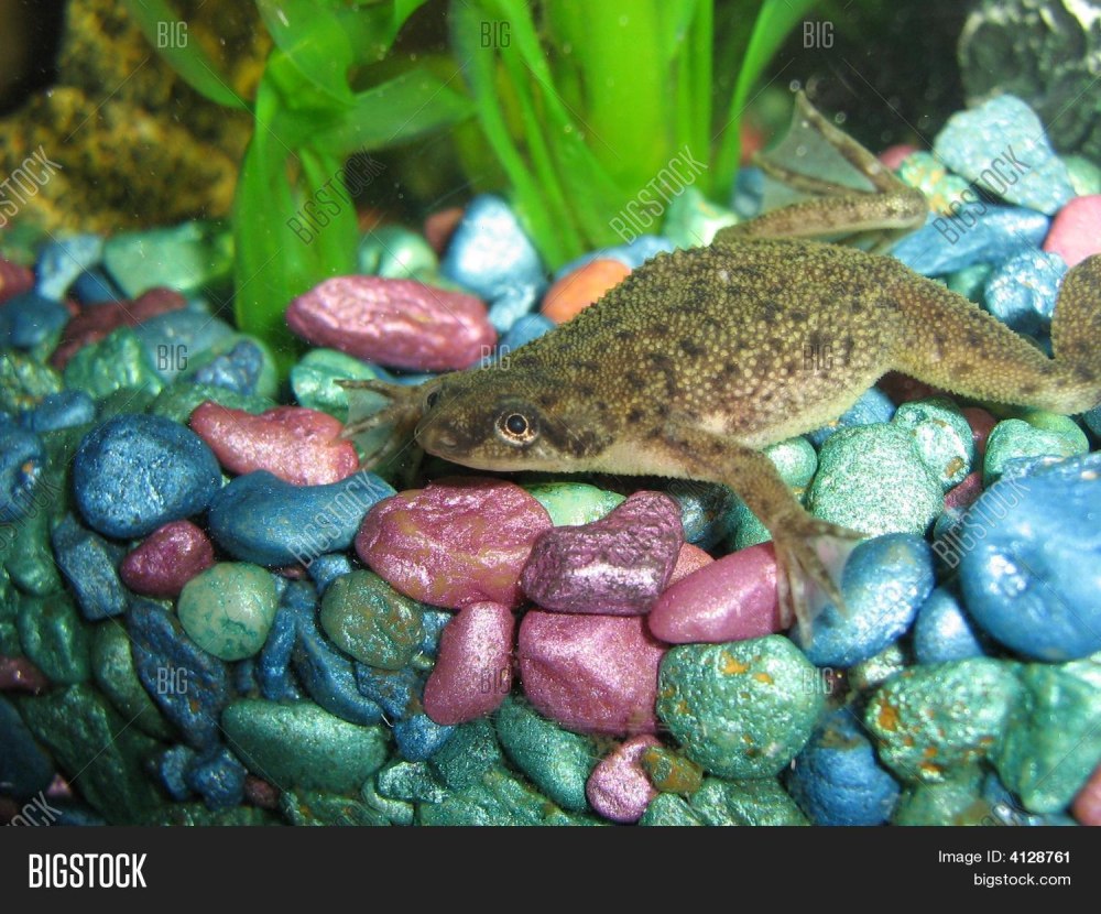 African Dwarf Frog