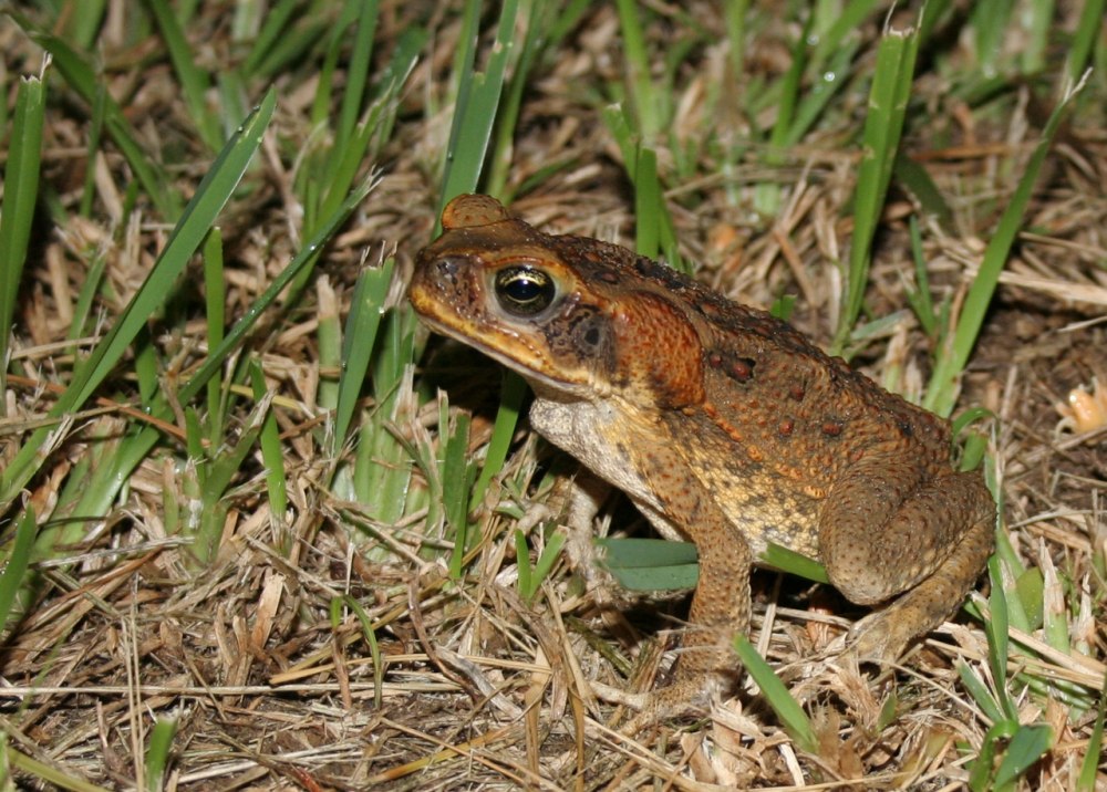 Rhodothermus Marinus