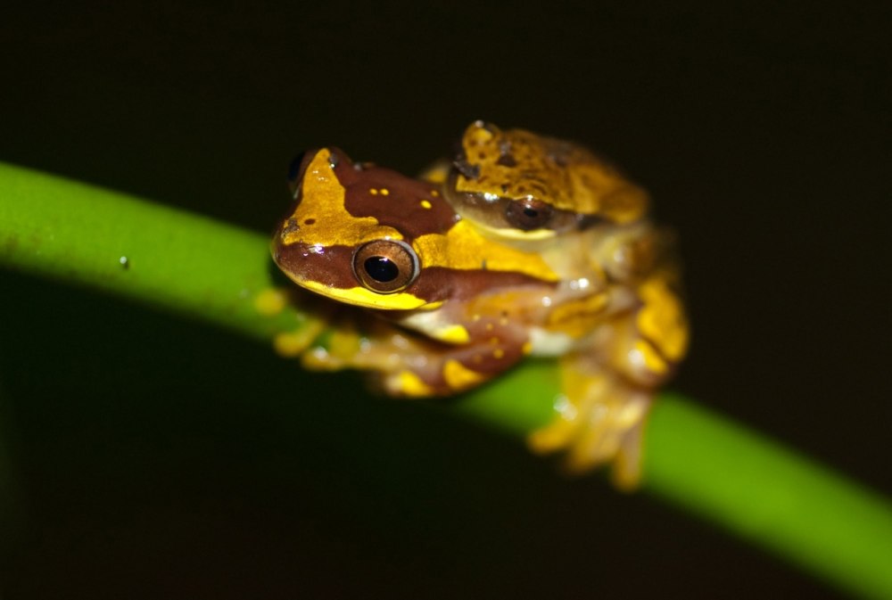 Hyla ebraccata