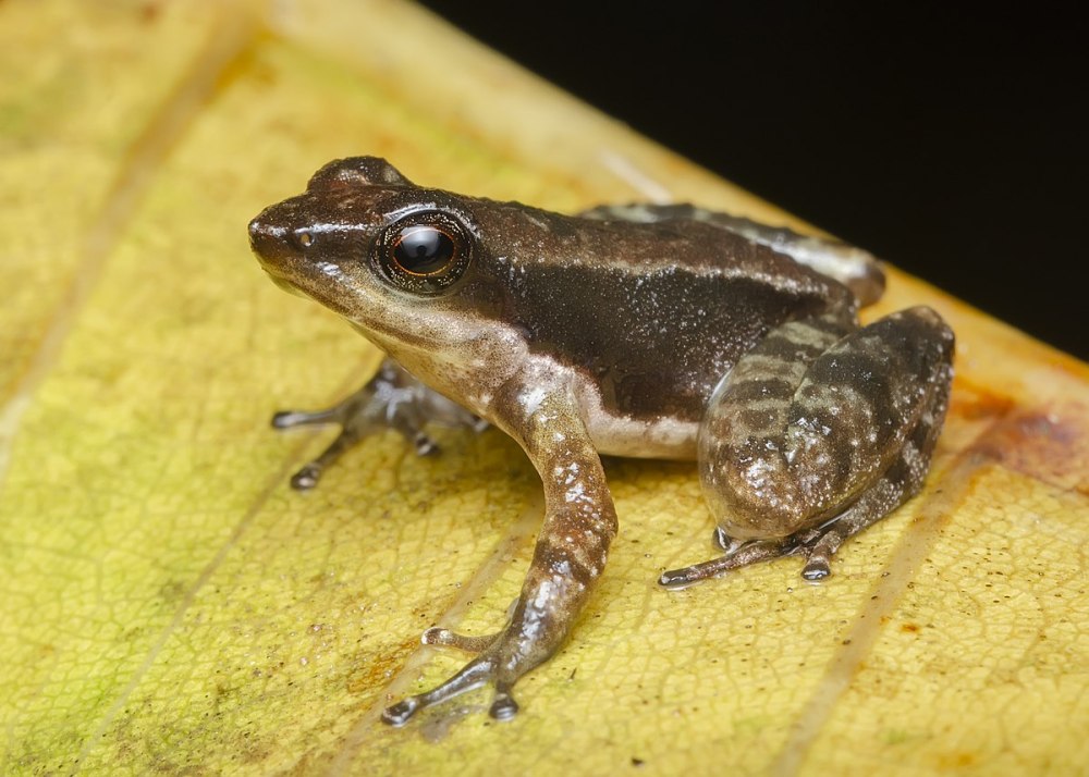 Micrixalus fuscus