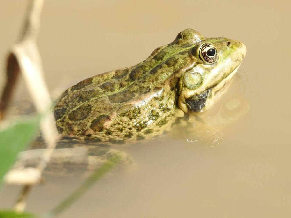 Озерная лягушка Pelophylax ridibundus