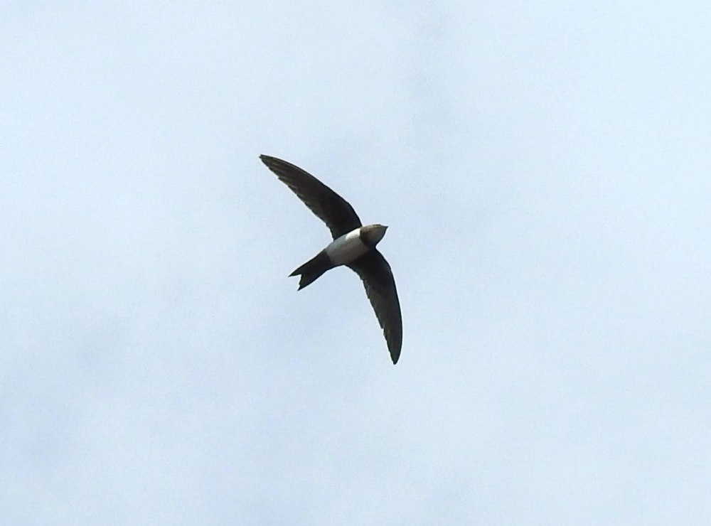 APUS Melba
