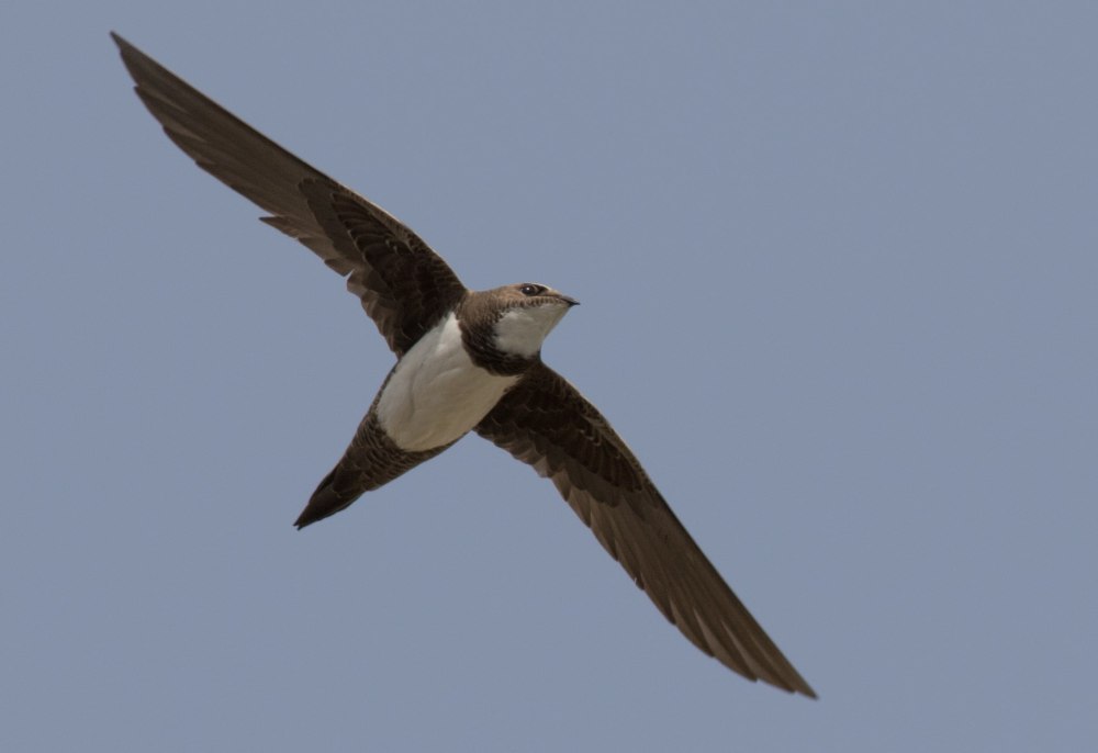 Tachymarptis Melba