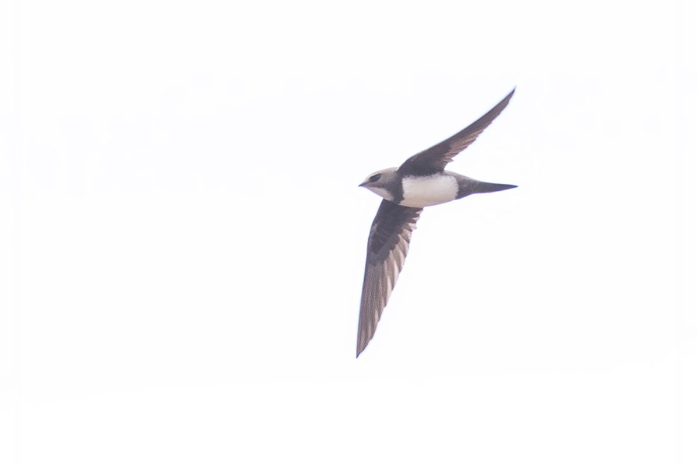 APUS Melba