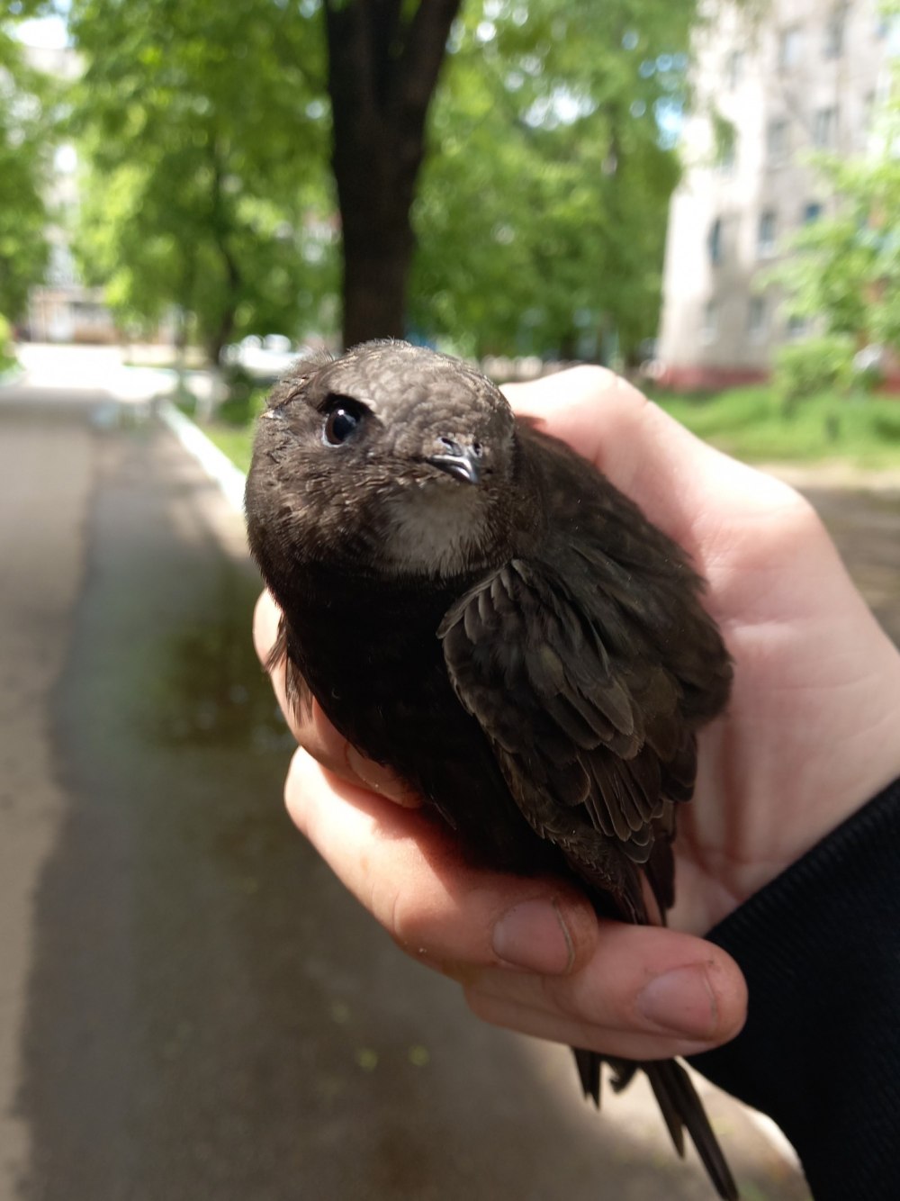 Нашли стрижа на земле что делать