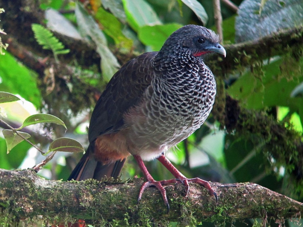Guacharaca animal