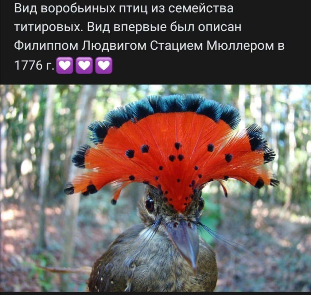 Королевский венценосный мухоед