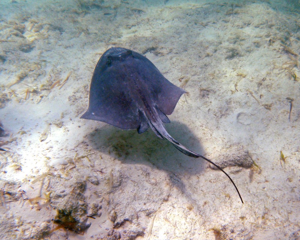 Southern Stingrays