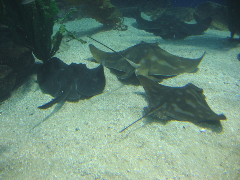 Myliobatis Australis