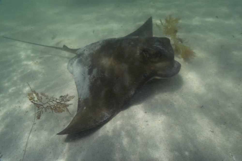 Myliobatis californica