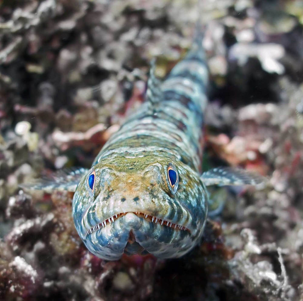 Synodus variegatus