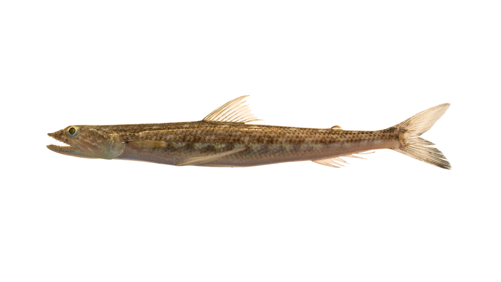 Synodus Fish