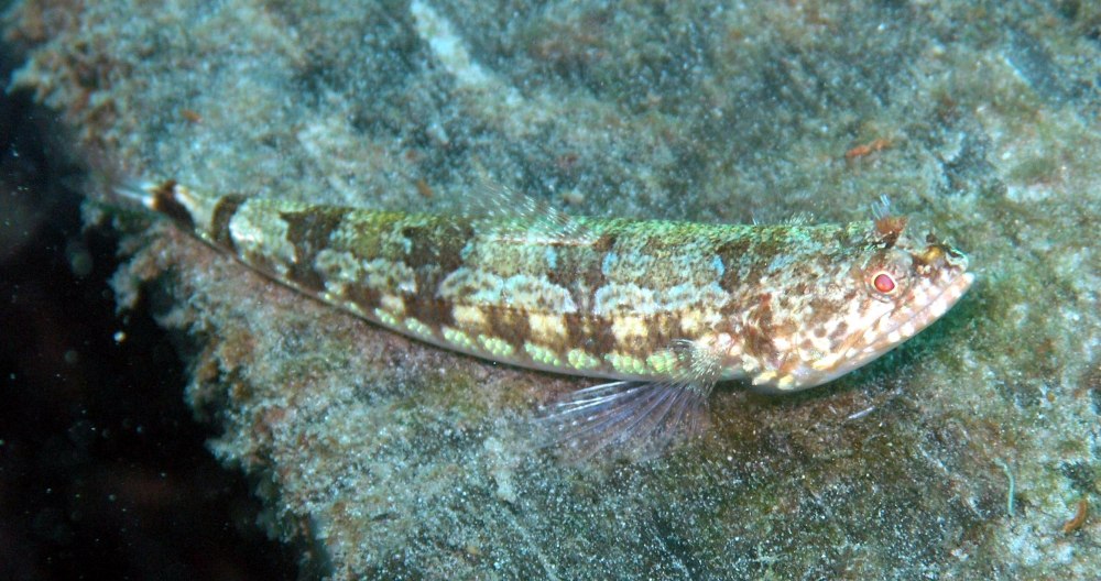 Synodus variegatus