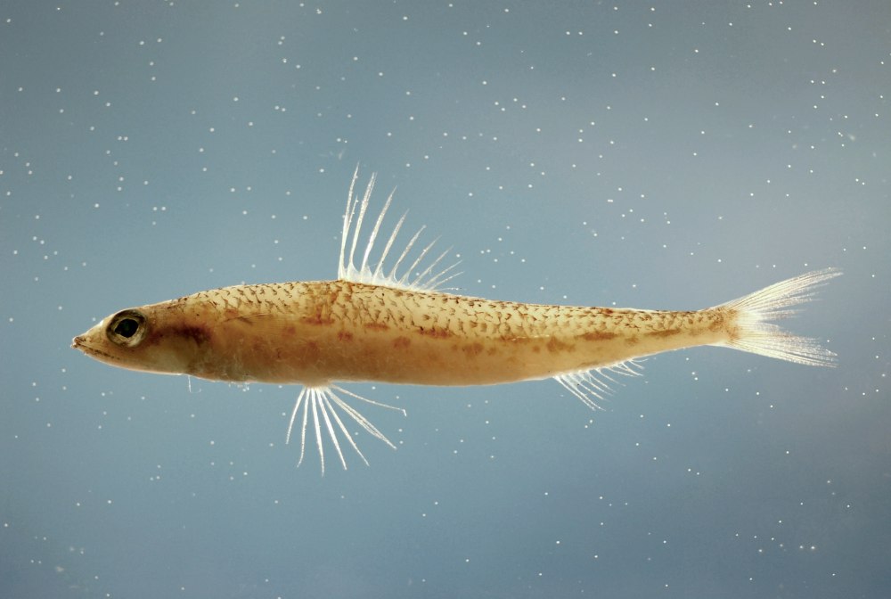 Synodus Fish
