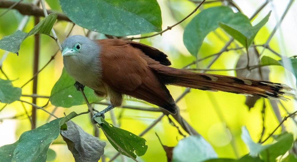 Phaenicophaeus curvirostris