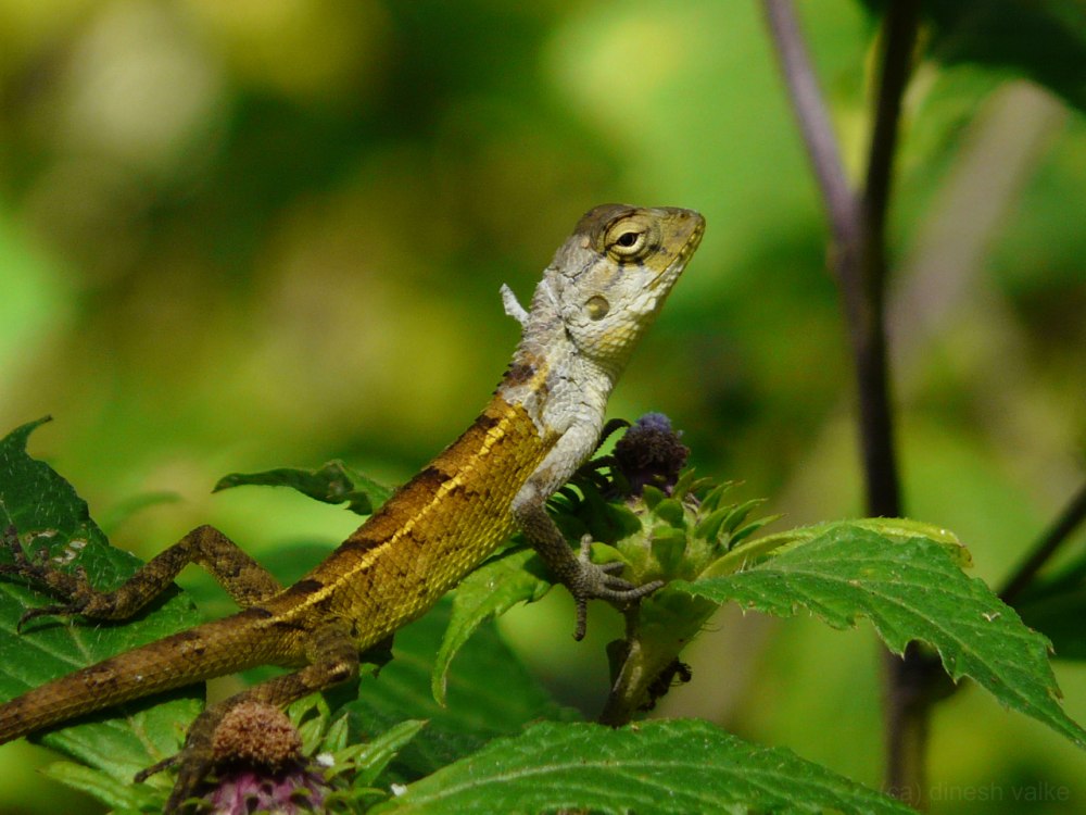 Forest Lizard