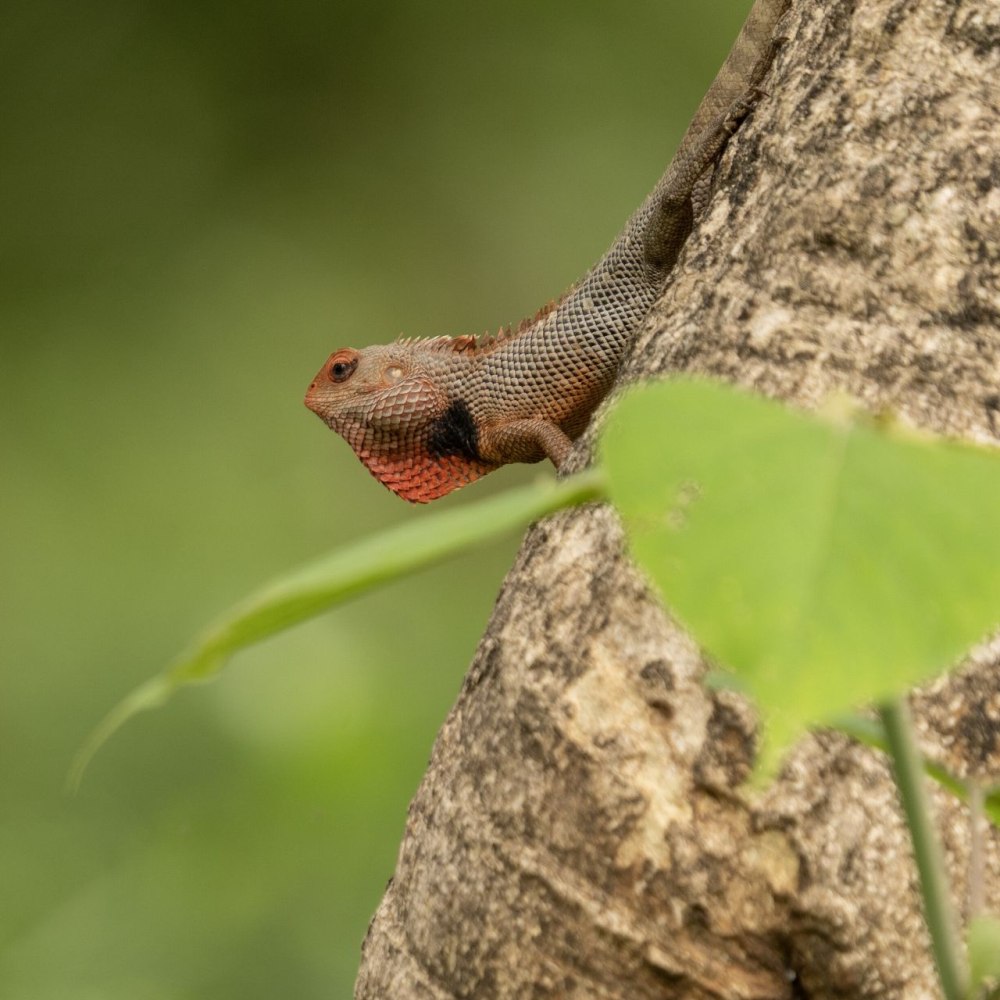 Scale-bellied Tree Lizard