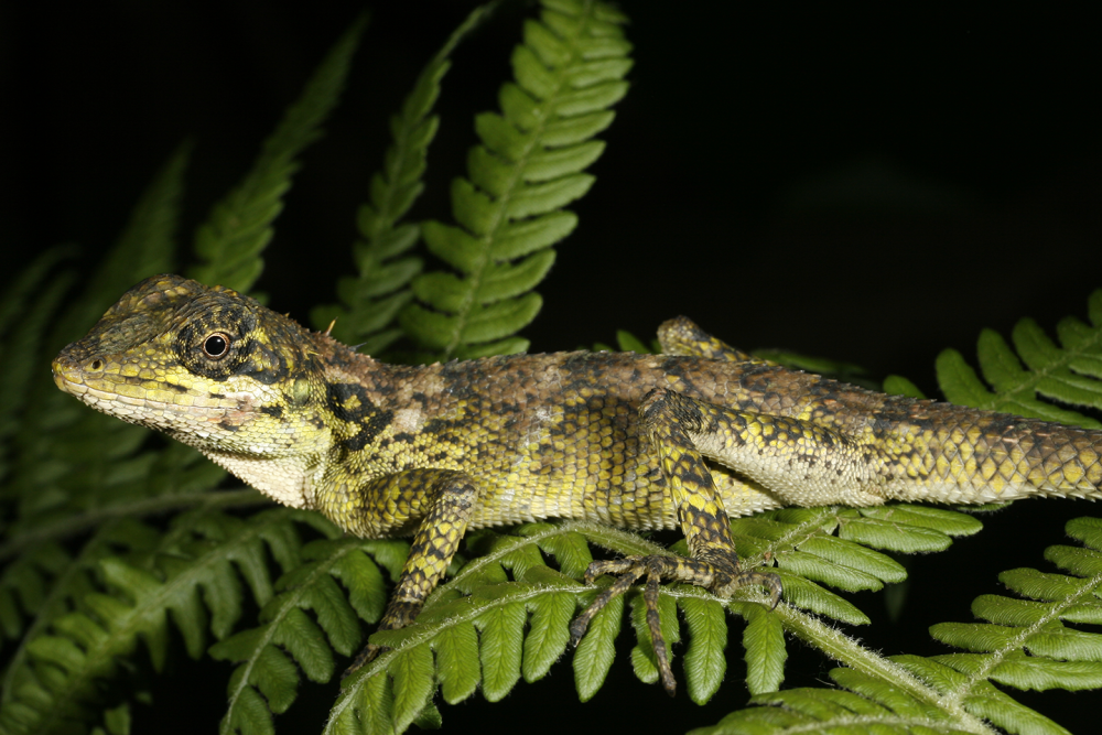 Mosasauridae, squamata
