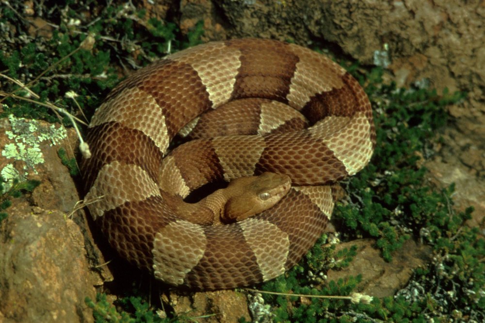Agkistrodon (Agkistrodon) contortrix