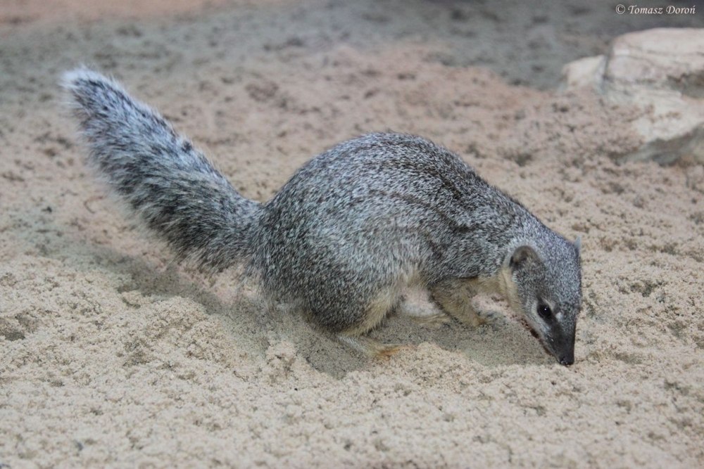 Narrow-Striped Mongoose