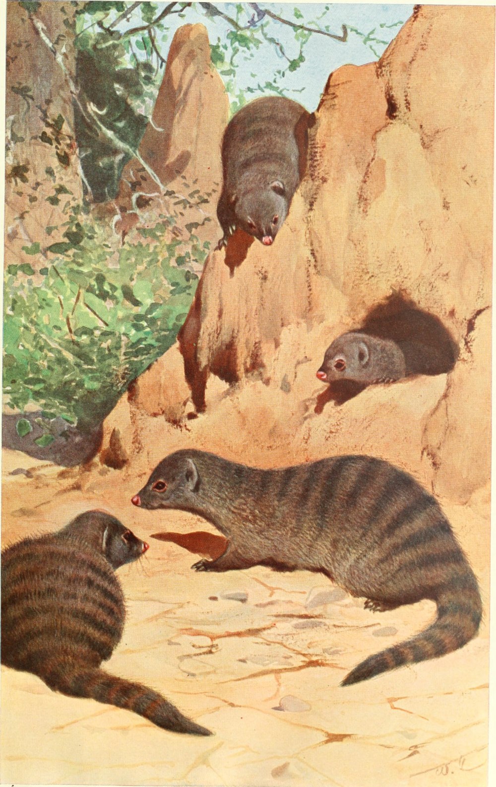 The poster Corp f.w. Kuhnert – Brehms Tierleben