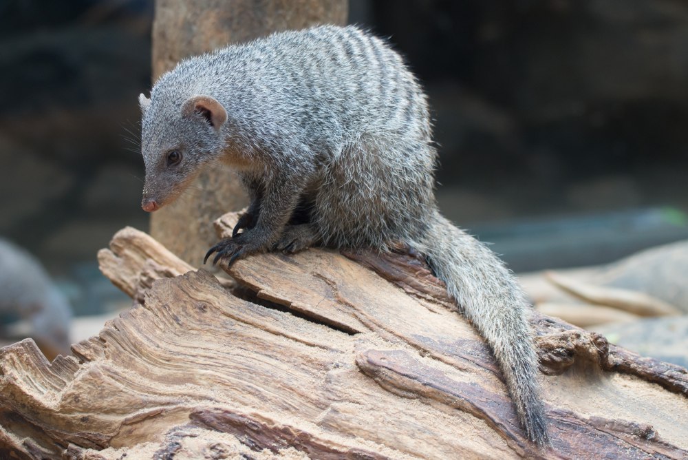 Banded Mongoose