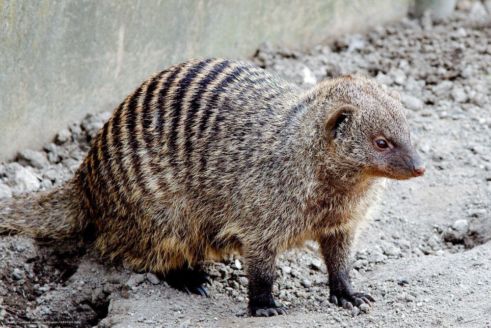 Мангуст полосатый/Banded Mongoose