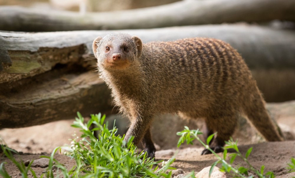 Zoo in Kaiserslautern