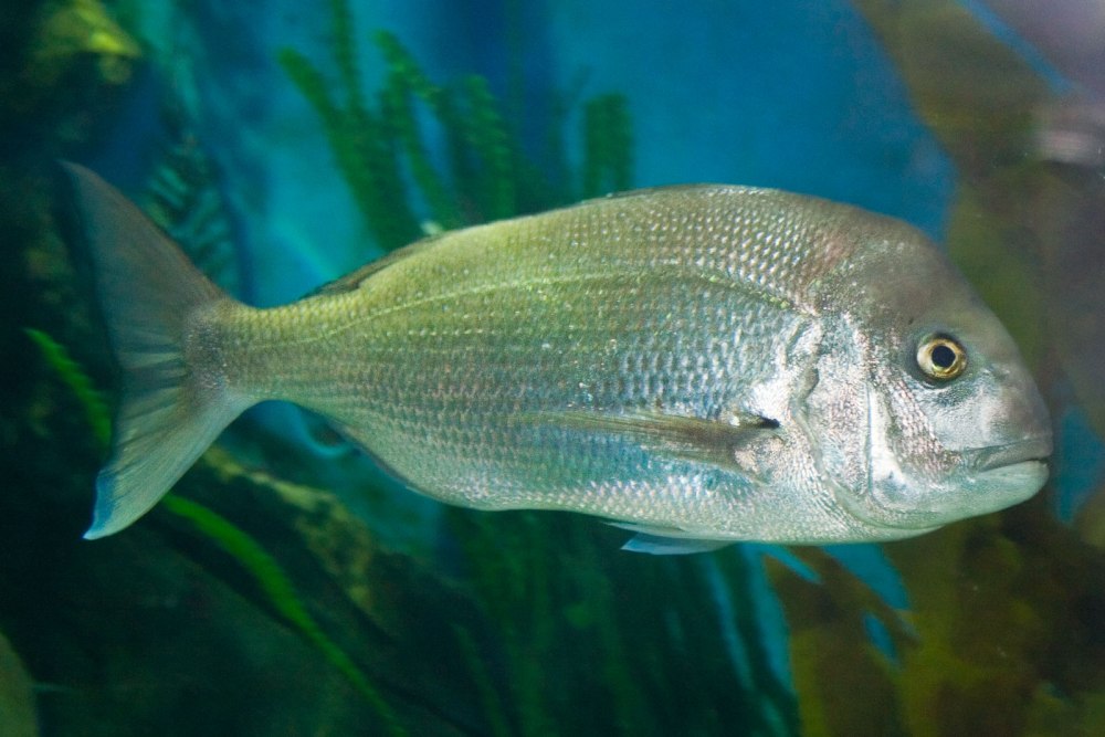 Pagrus auratus