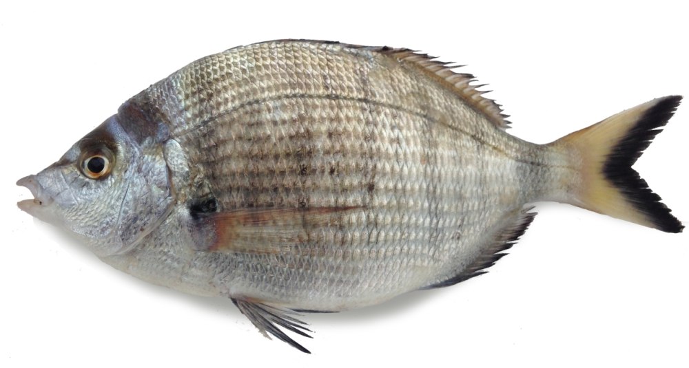 Морской карась Зубарик