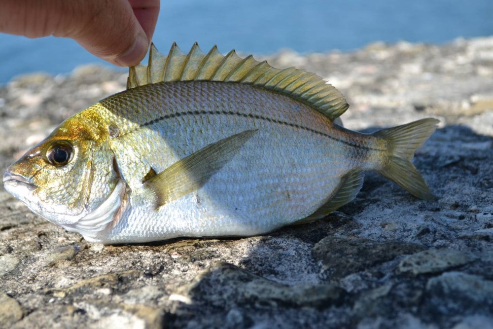 Ласкирь морской карась
