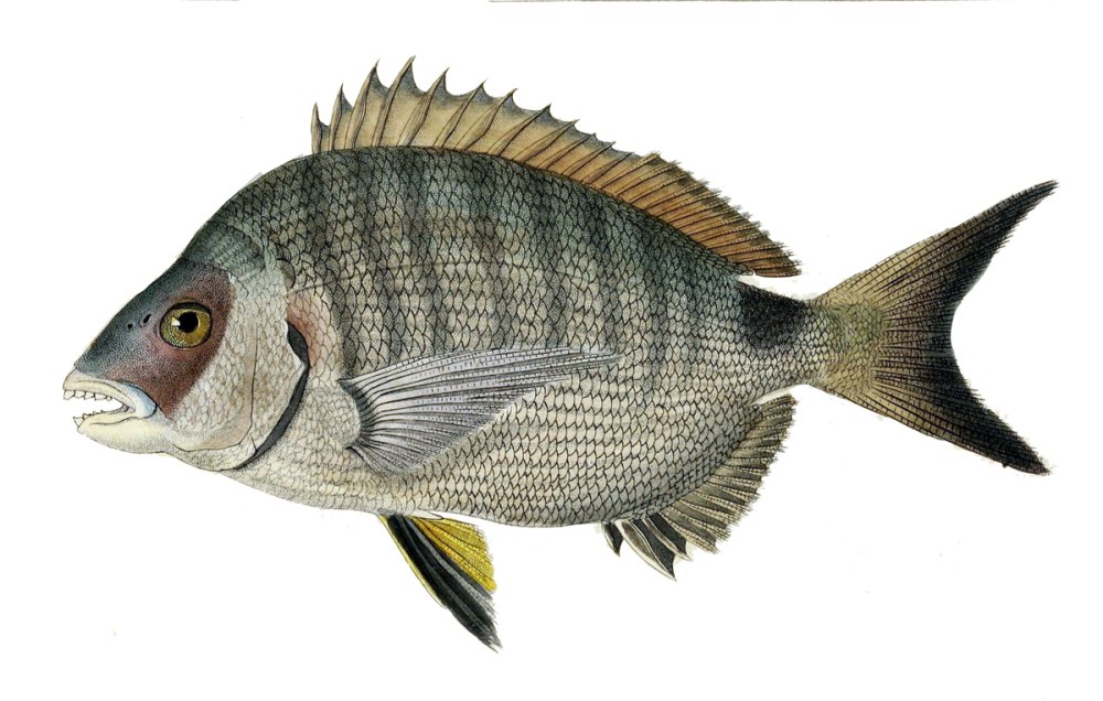 Ласкирь морской карась