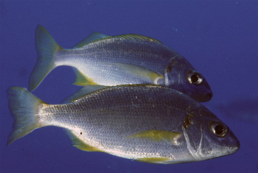 Pomadasys incisus рыба