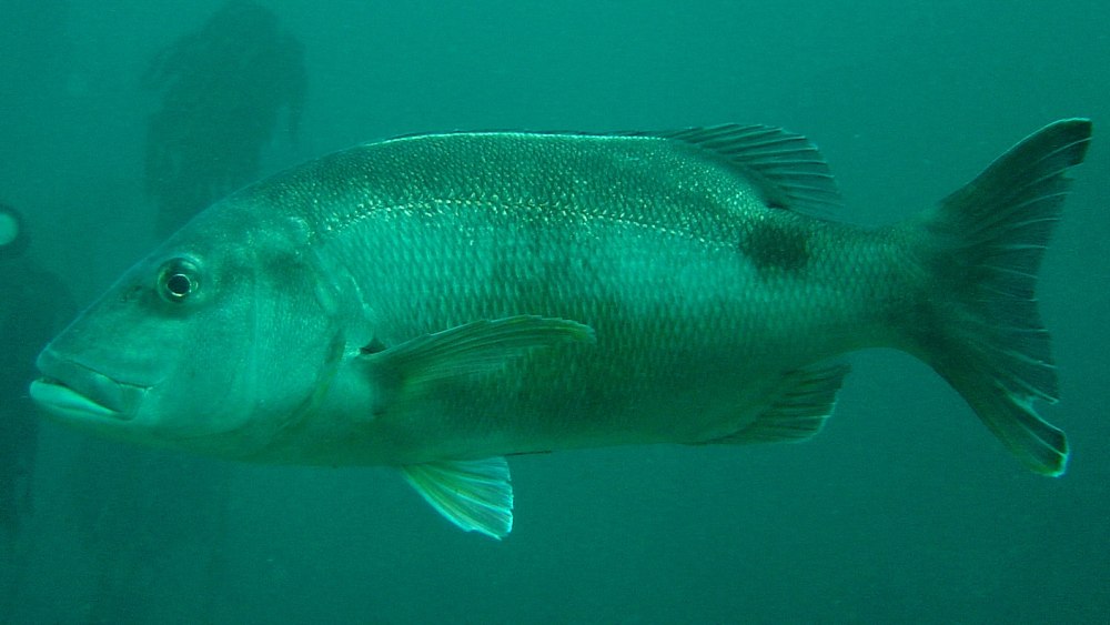 Зубан рыба черное море
