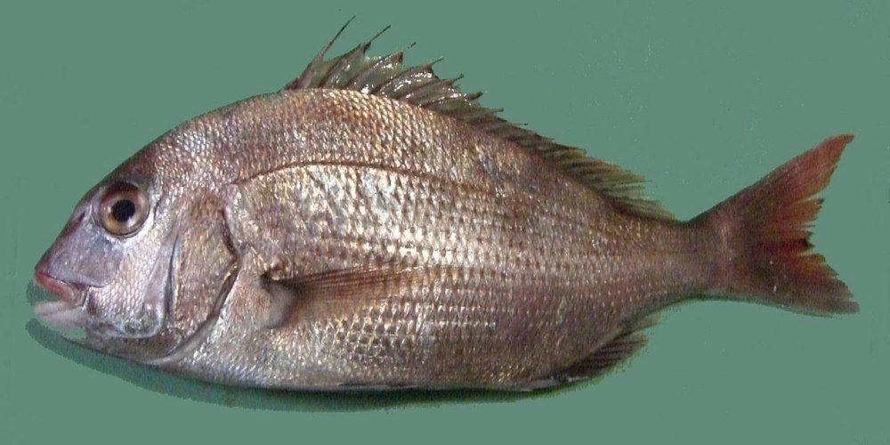 Морской карась Зубан