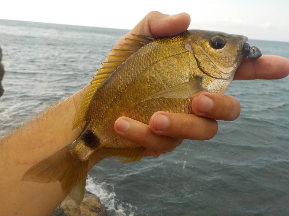 Рыба ласкирь черное море