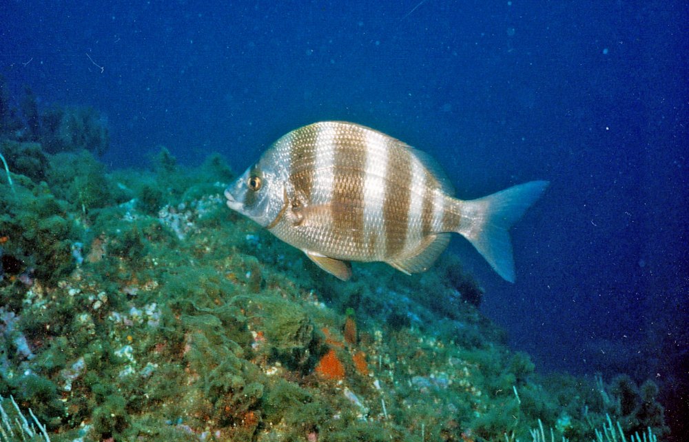 Diplodus cervinus