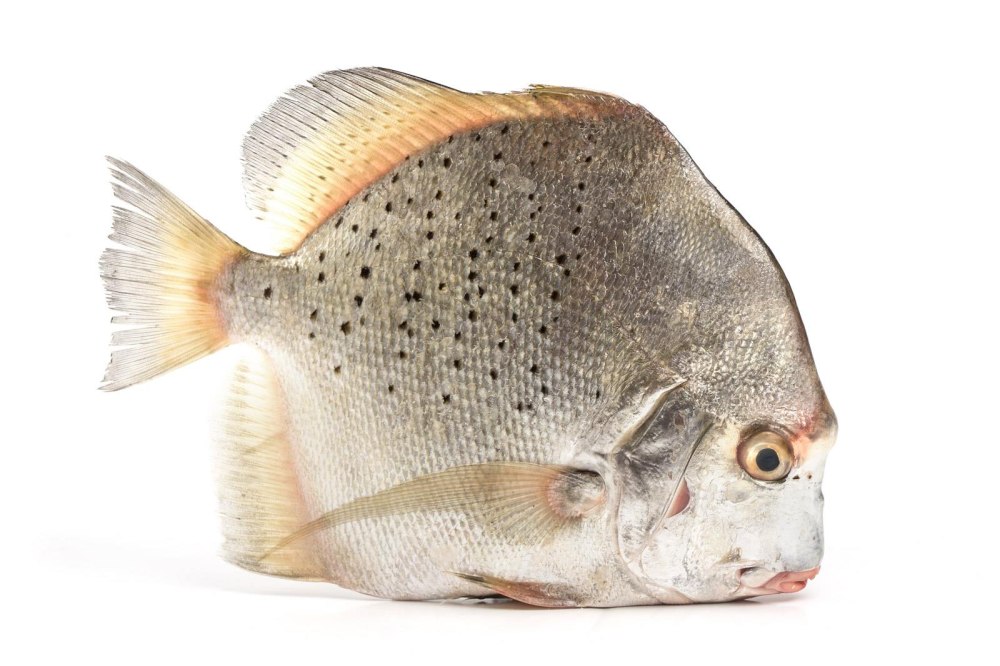 Moonfish рыба