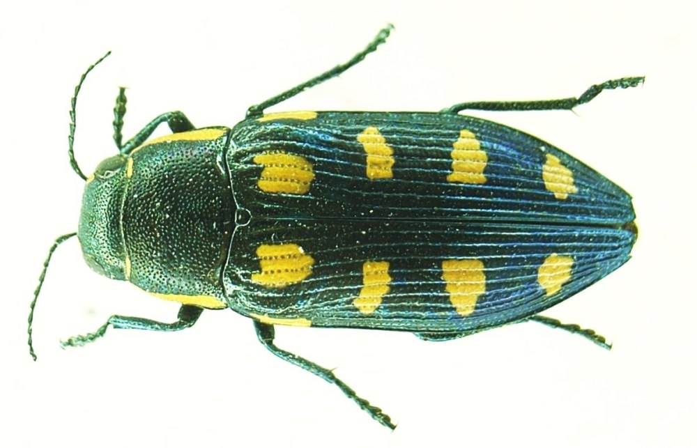 Buprestis octoguttata