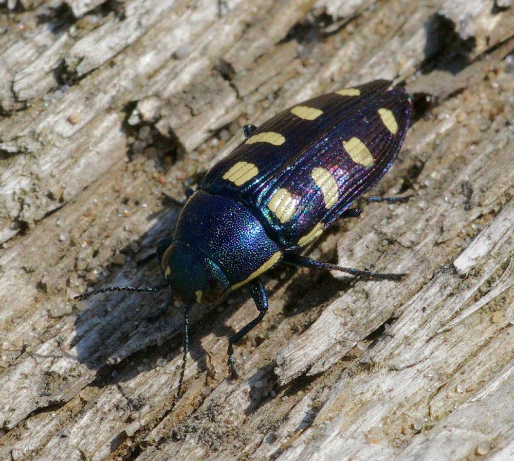 Buprestis aurulenta