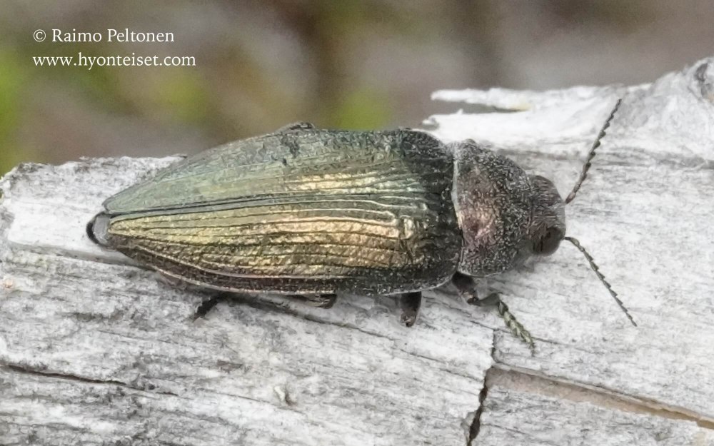 Buprestis (=ancyloheira) Rustica Linnaeus, 1758*