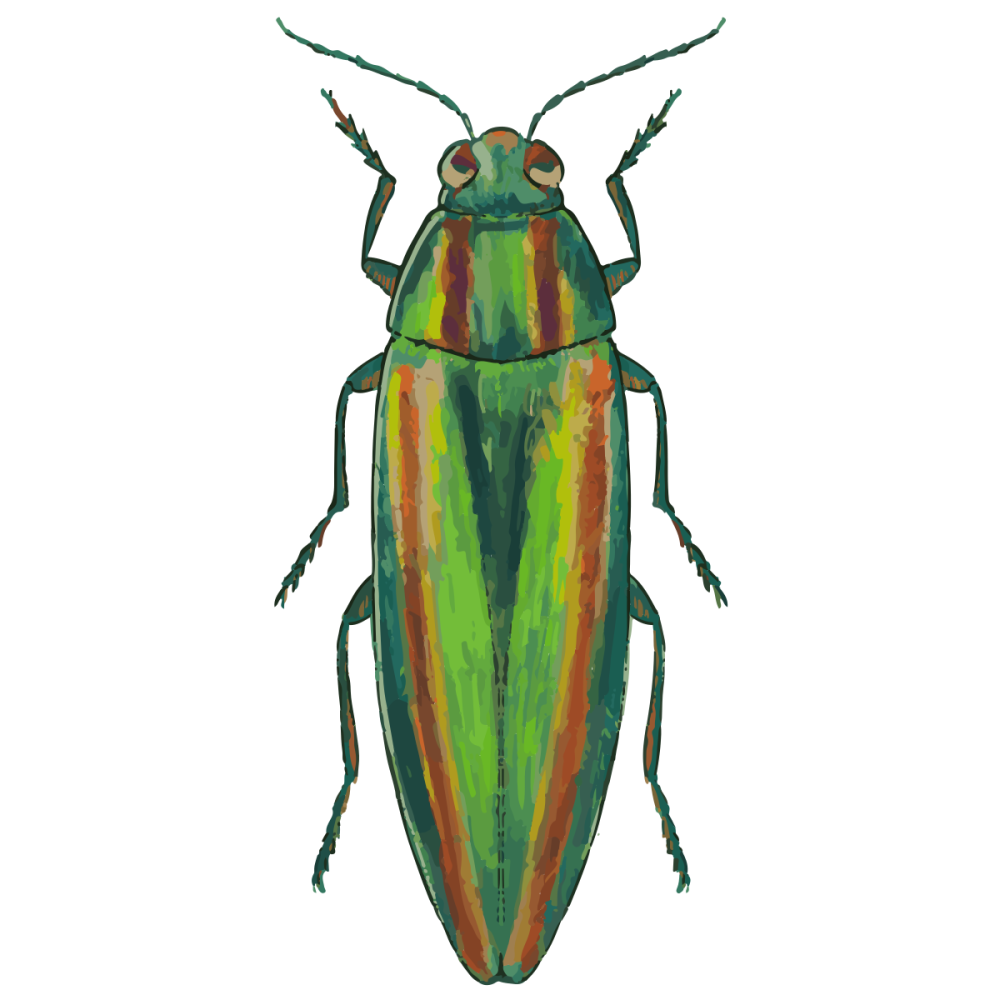 Chrysochroa fulgidissima